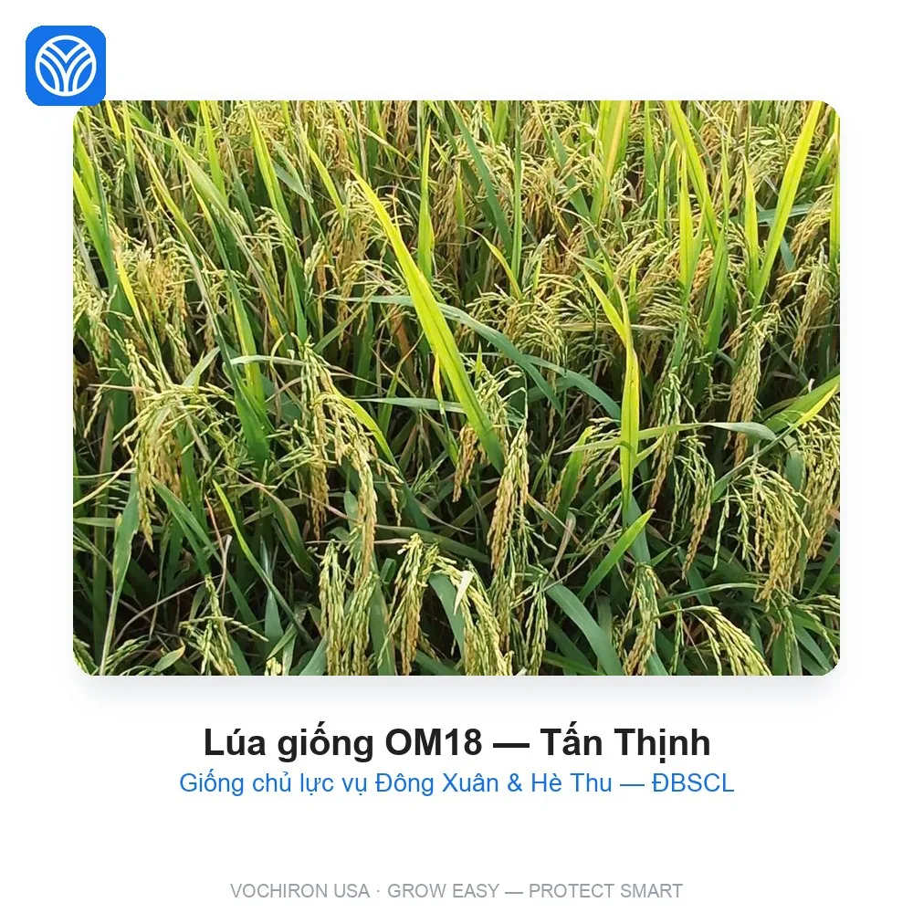 Lúa giống OM18 — Tấn Thịnh
