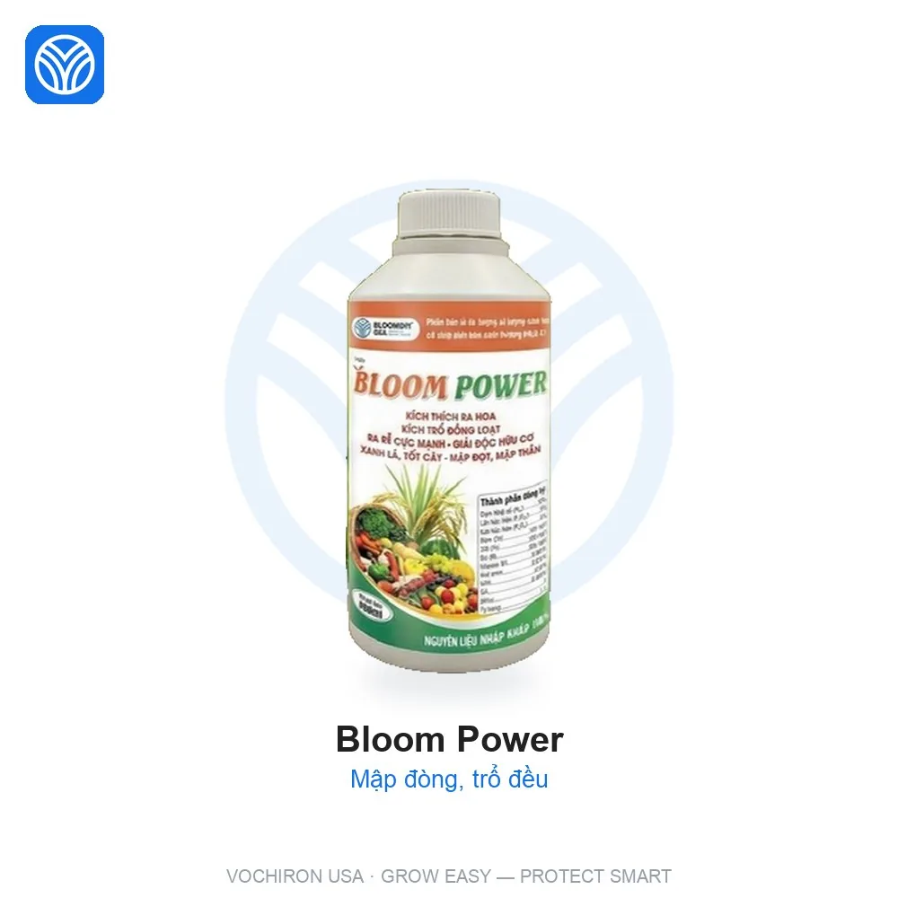 VCR BLOOM POWER kích trổ, mập đòng